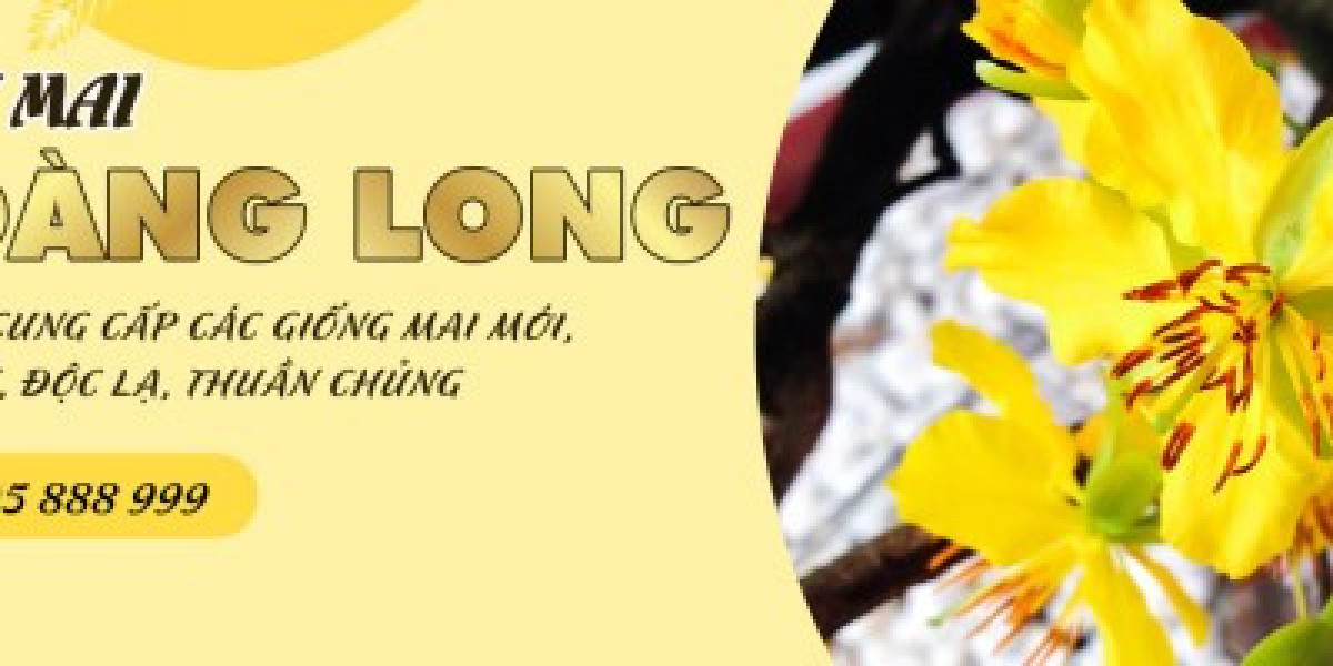 Hoa Mai Vàng Lão Mai Vàng Huế Đẹp